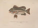Voyage around the World - Louis-Isidore Duperrey — artwork view