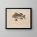Voyage around the World - Louis-Isidore Duperrey — framed artwork on a wall