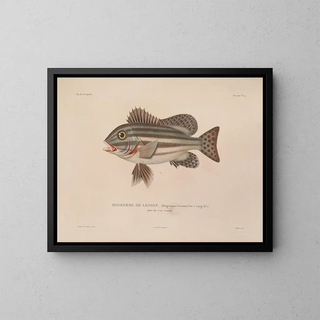 Voyage around the World - Louis-Isidore Duperrey — framed artwork on a wall