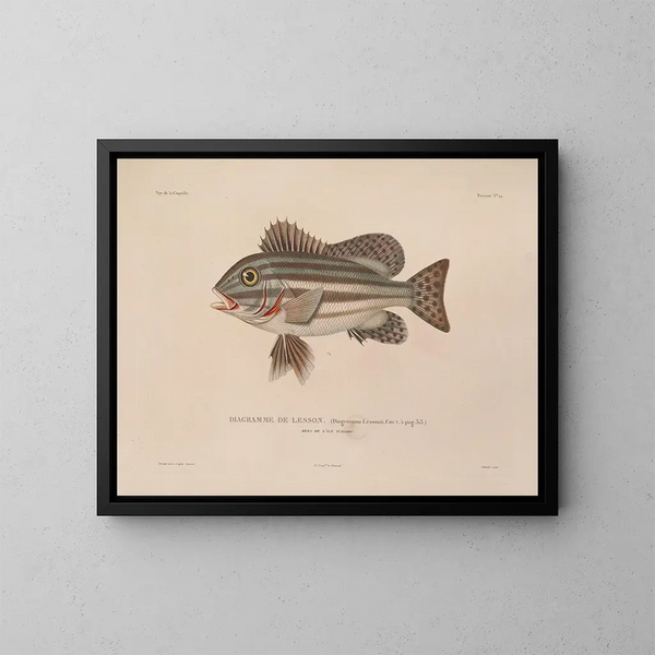 Voyage around the World - Louis-Isidore Duperrey — framed artwork on a wall