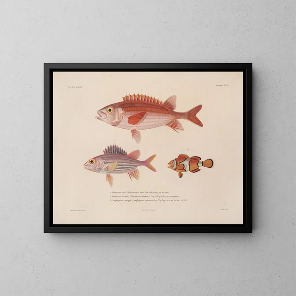 Voyage around the World - Louis-Isidore Duperrey — framed artwork on a wall