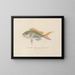 Voyage around the world - Louis-Isidore Duperrey — framed artwork on a wall