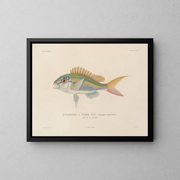 Voyage around the world - Louis-Isidore Duperrey — framed artwork on a wall