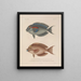 Voyage autour du monde Pl. 034 - Louis-Isidore Duperrey — framed artwork on a wall