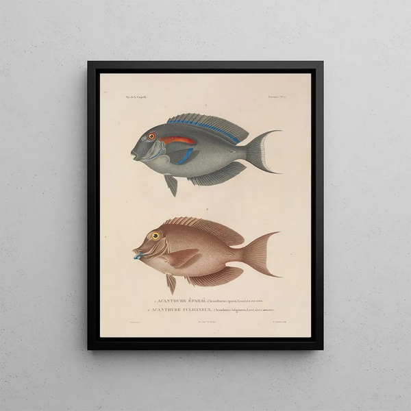 Voyage autour du monde Pl. 034 - Louis-Isidore Duperrey — framed artwork on a wall