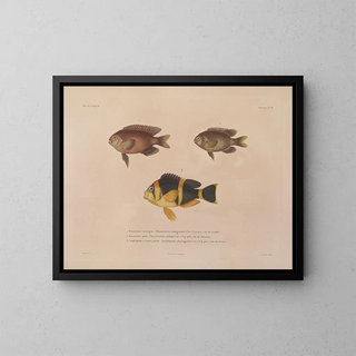 Voyage around the World - Louis-Isidore Duperrey — framed artwork on a wall