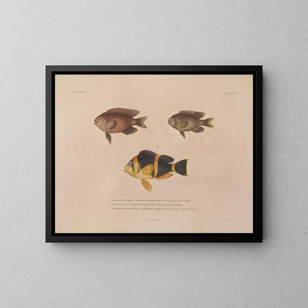 Voyage around the World - Louis-Isidore Duperrey — framed artwork on a wall
