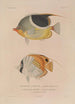 Voyage around the World Pl036 - Louis-Isidore Duperrey — artwork view