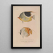 Voyage around the World Pl036 - Louis-Isidore Duperrey — framed artwork on a wall