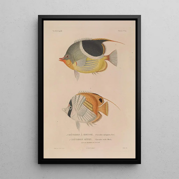 Voyage around the World Pl036 - Louis-Isidore Duperrey — framed artwork on a wall