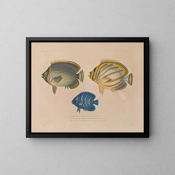Voyage around the World - Louis-Isidore Duperrey — framed artwork on a wall