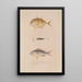Voyage around the World Pl038 - Louis-Isidore Duperrey — framed artwork on a wall