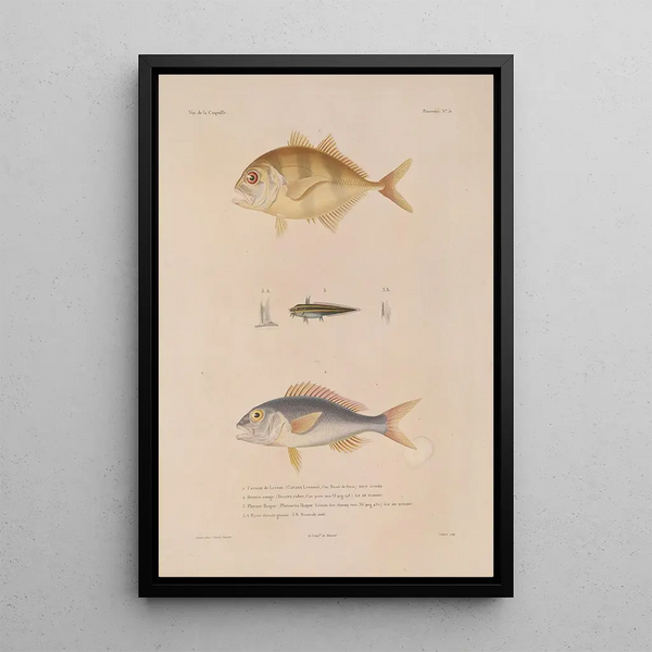 Voyage around the World Pl038 - Louis-Isidore Duperrey — framed artwork on a wall