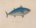 Voyage around the World - Louis-Isidore Duperrey — artwork view