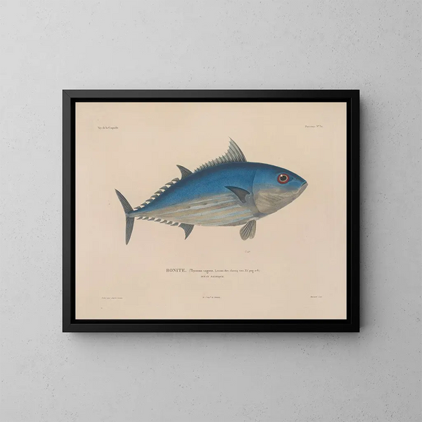 Voyage around the World - Louis-Isidore Duperrey — framed artwork on a wall