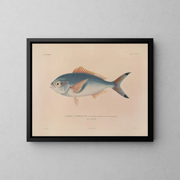 Voyage around the world - Louis-Isidore Duperrey — framed artwork on a wall