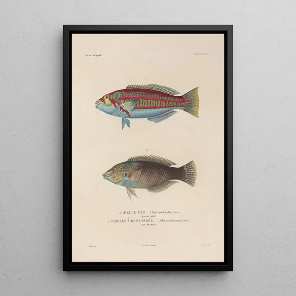 Voyage autour du monde Pl042 - Louis-Isidore Duperrey — framed artwork on a wall