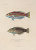 Voyage autour du monde Pl042 - Louis-Isidore Duperrey — artwork view