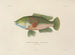 Voyage around the world - Louis-Isidore Duperrey — artwork view