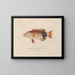Voyage around the World - Louis-Isidore Duperrey — framed artwork on a wall