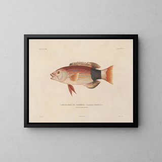 Voyage around the World - Louis-Isidore Duperrey — framed artwork on a wall