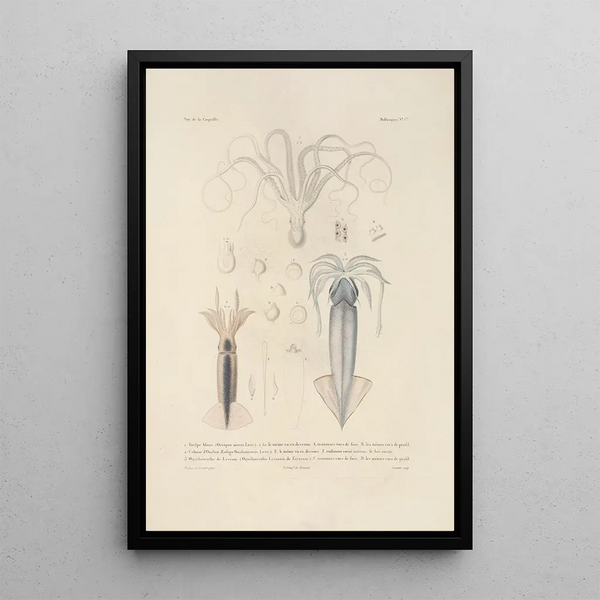 Voyage autour du monde Pl046 - Louis-Isidore Duperrey — framed artwork on a wall