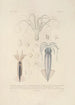 Voyage autour du monde Pl046 - Louis-Isidore Duperrey — artwork view