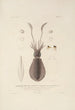 Voyage around the World Pl047 - Louis-Isidore Duperrey — artwork view
