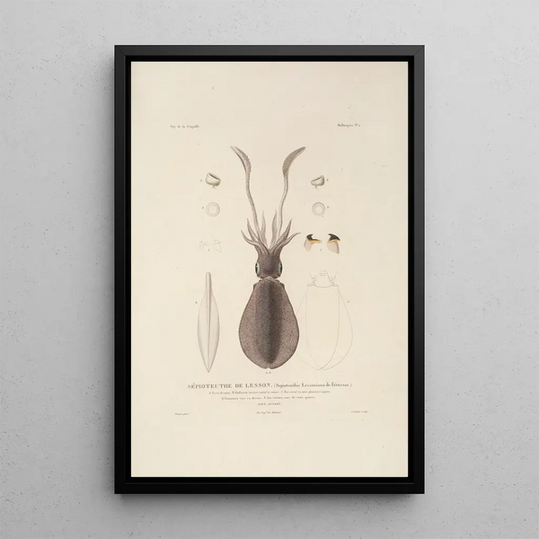 Voyage around the World Pl047 - Louis-Isidore Duperrey — framed artwork on a wall