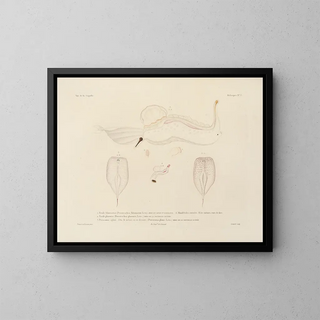 Voyage around the world - Louis-Isidore Duperrey — framed artwork on a wall