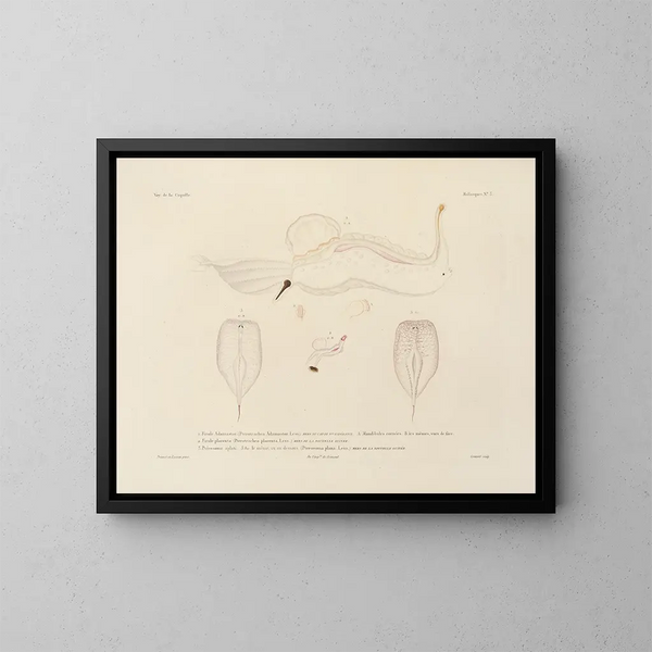 Voyage around the world - Louis-Isidore Duperrey — framed artwork on a wall