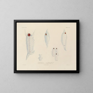 Voyage around the World - Louis-Isidore Duperrey — framed artwork on a wall