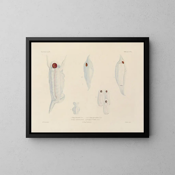 Voyage around the World - Louis-Isidore Duperrey — framed artwork on a wall