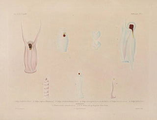 Voyage around the World - Louis-Isidore Duperrey — artwork view
