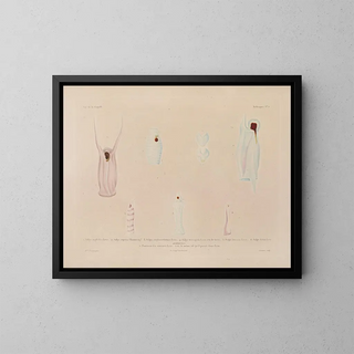 Voyage around the World - Louis-Isidore Duperrey — framed artwork on a wall
