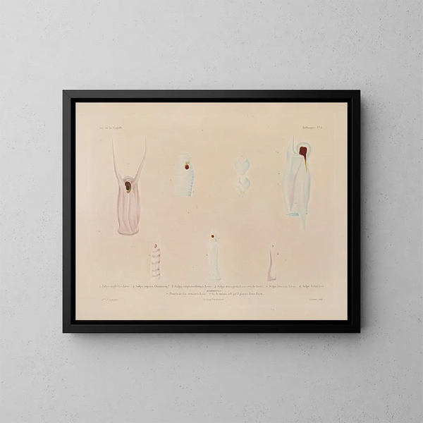 Voyage around the World - Louis-Isidore Duperrey — framed artwork on a wall