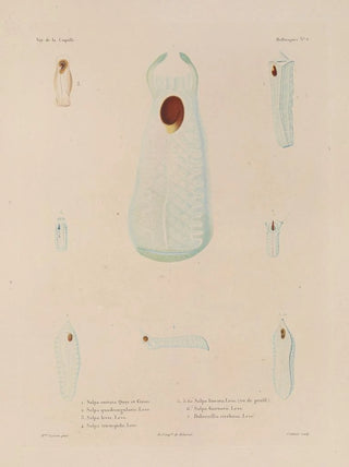 LouisIsidore Duperrey - Voyage autour du monde Pl051.webp