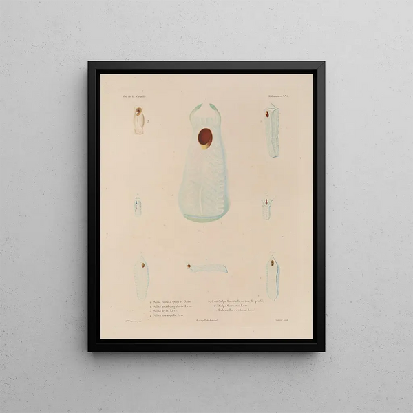 Voyage autour du monde Pl. 051 - Louis-Isidore Duperrey — framed artwork on a wall