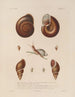 Voyage around the World Pl. 052 - Louis-Isidore Duperrey — artwork view