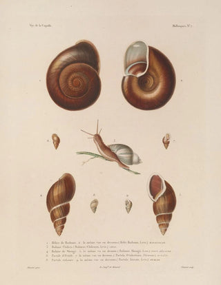 LouisIsidore Duperrey - Voyage autour du monde Pl052.webp