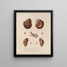 Voyage around the World Pl. 052 - Louis-Isidore Duperrey — framed artwork on a wall
