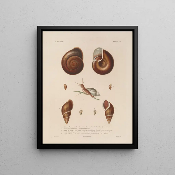 Voyage around the World Pl. 052 - Louis-Isidore Duperrey — framed artwork on a wall