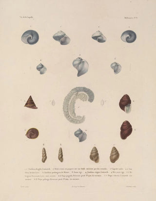 LouisIsidore Duperrey - Voyage autour du monde Pl053.webp