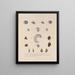 Voyage around the World Pl. 053 - Louis-Isidore Duperrey — framed artwork on a wall