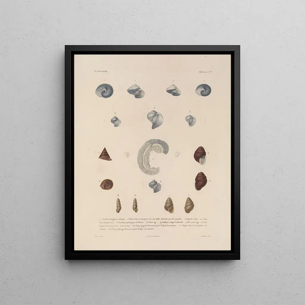 Voyage around the World Pl. 053 - Louis-Isidore Duperrey — framed artwork on a wall