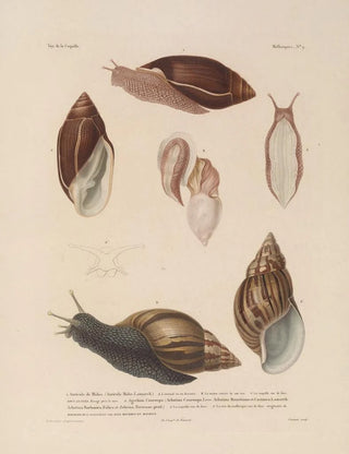 LouisIsidore Duperrey - Voyage autour du monde Pl054.webp