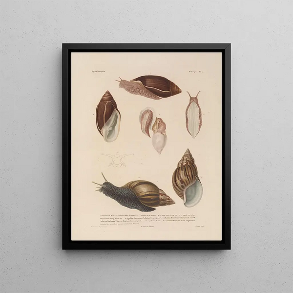 Voyage around the World Pl. 054 - Louis-Isidore Duperrey — framed artwork on a wall