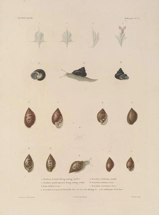 LouisIsidore Duperrey - Voyage autour du monde Pl055.webp