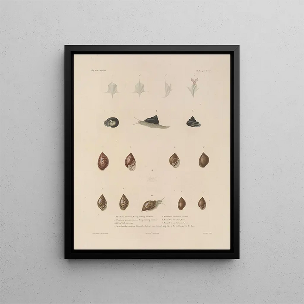 Voyage around the world Pl. 055 - Louis-Isidore Duperrey — framed artwork on a wall