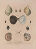 Voyage around the World Pl. 056 - Louis-Isidore Duperrey — artwork view
